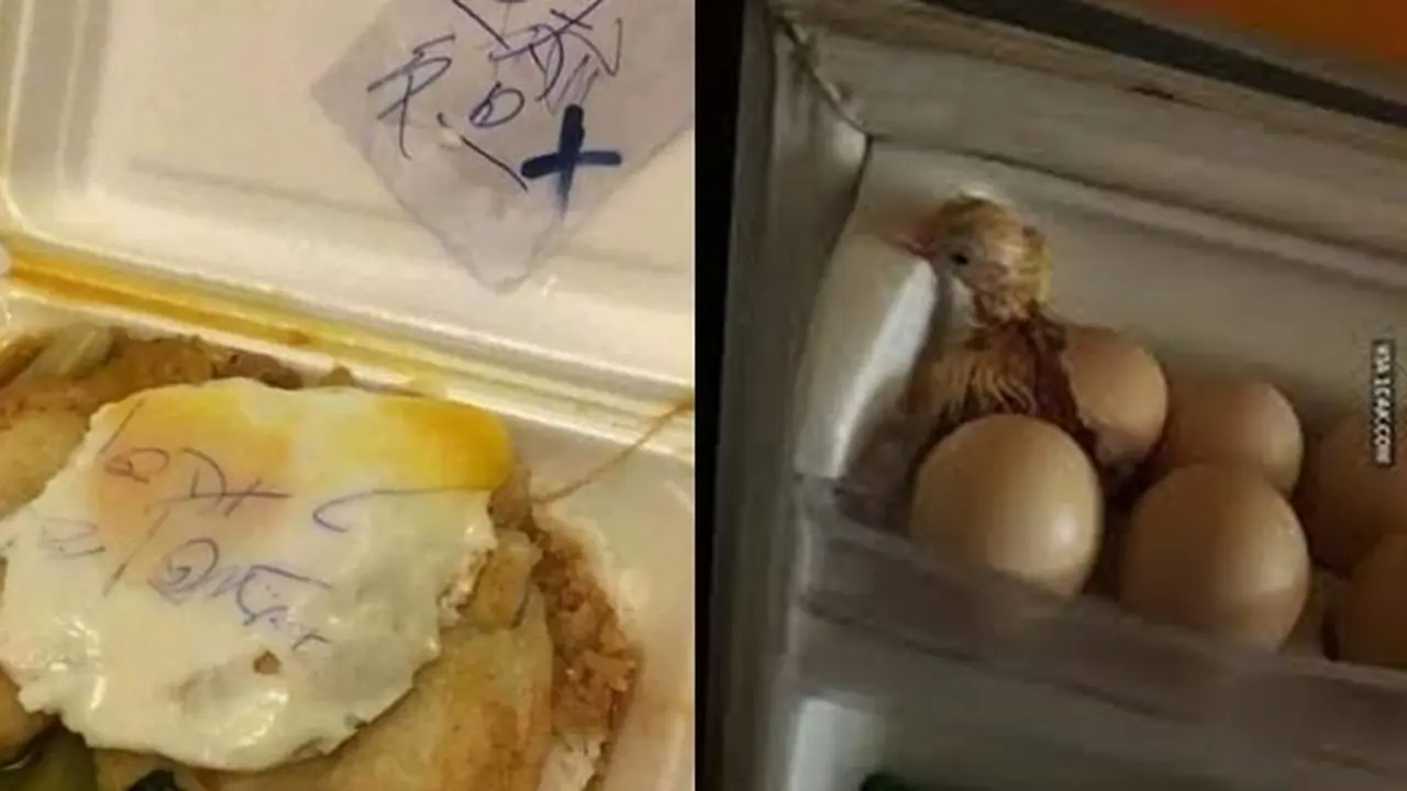 6 Momen Apes saat Mau Makan Telur Ini Bikin Elus Dada