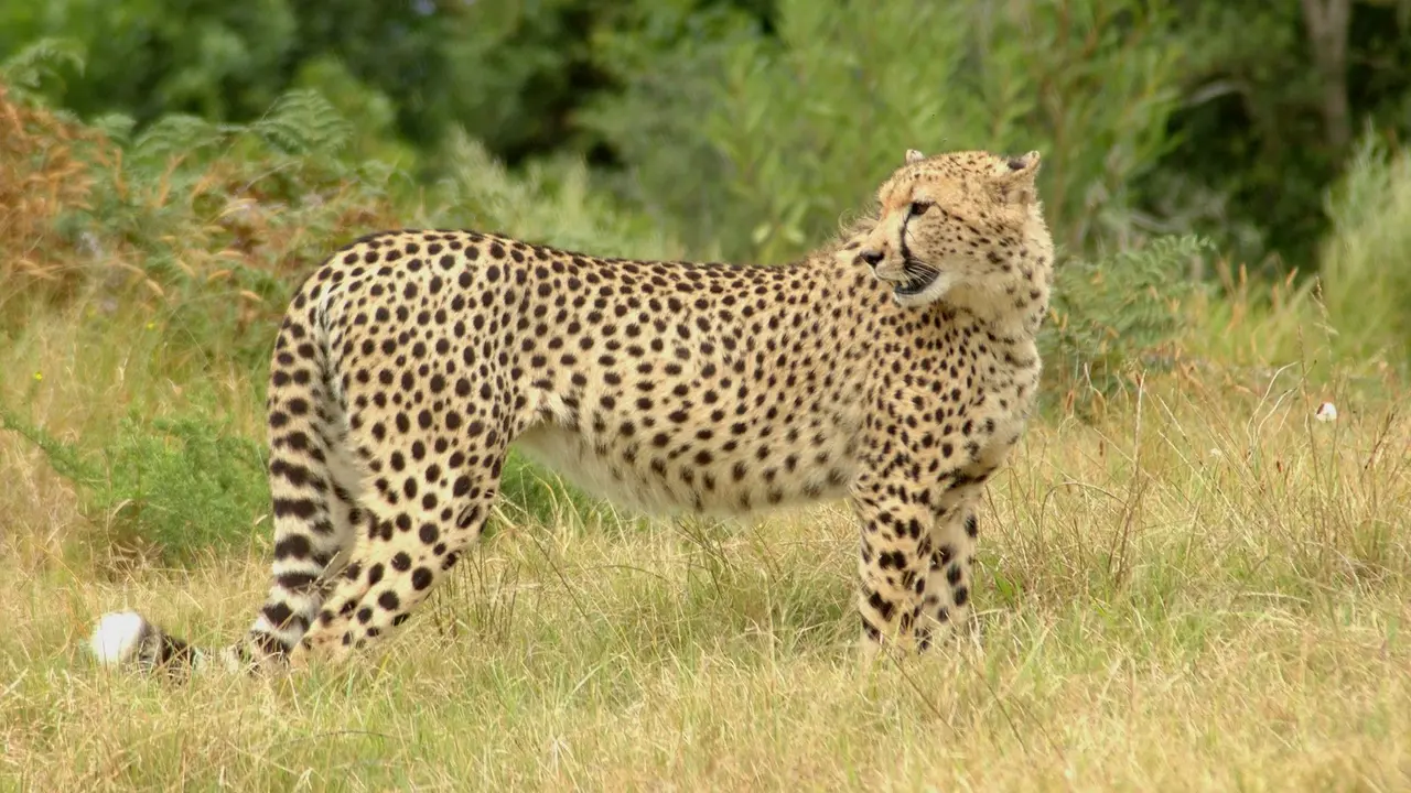 [Bintang] macan tutul