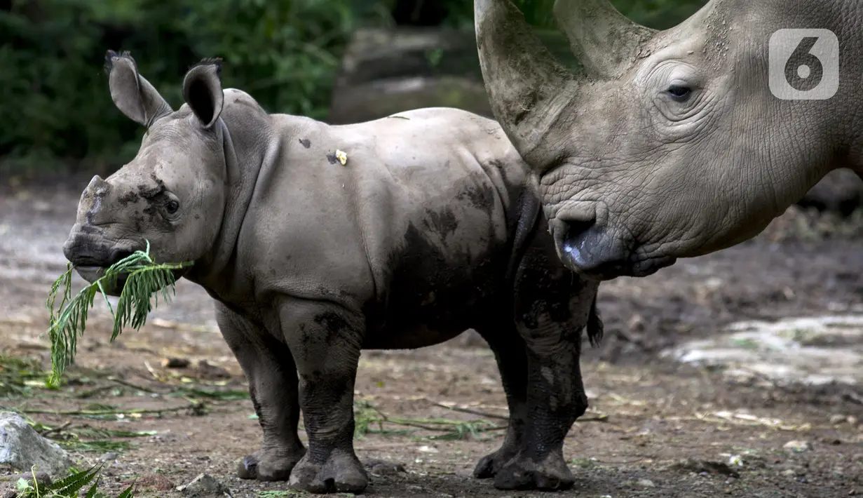 Bayi Badak Putih (Ceratotherium Simum) memakan dedaunan di Taman Safari Indonesia, Bogor, Jawa Barat, Jumat (22/1/2021). Seekor bayi Badak Putih betina bernama Azsyifa lahir dari indukan bernama Chuma dan pejantan bernama Merdeka. (merdeka.com/Imam Buhori)