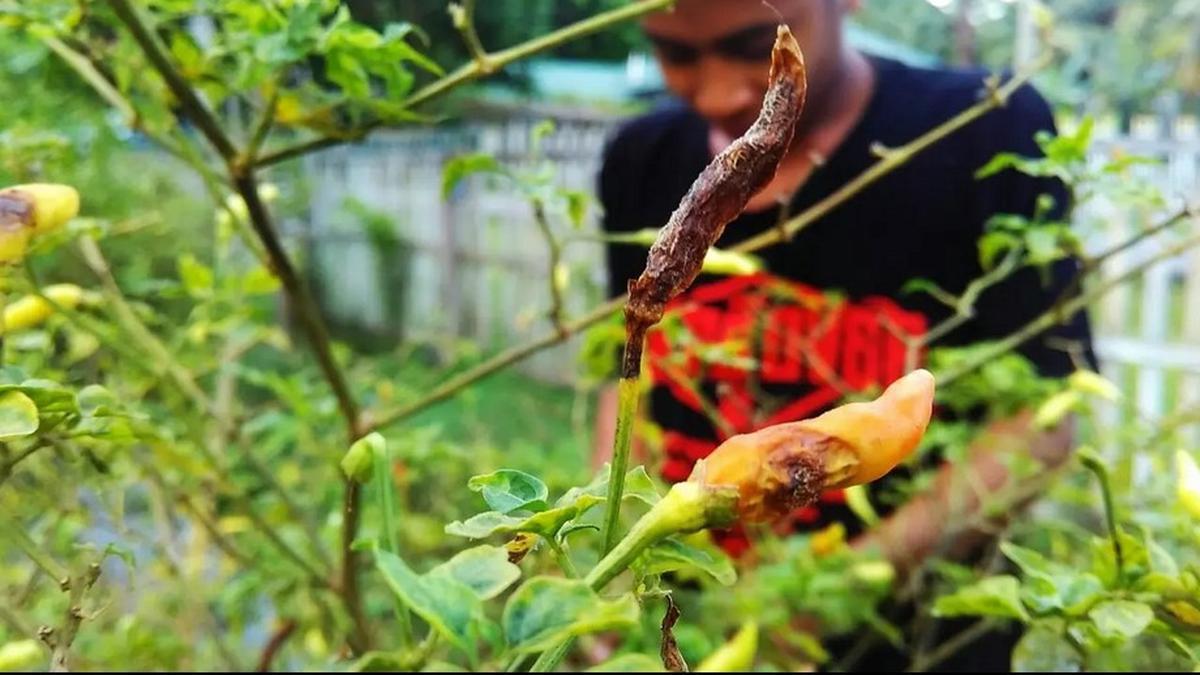 Jenis Tanah yang Cocok untuk Menanam Cabe di Pot agar Panen Melimpah