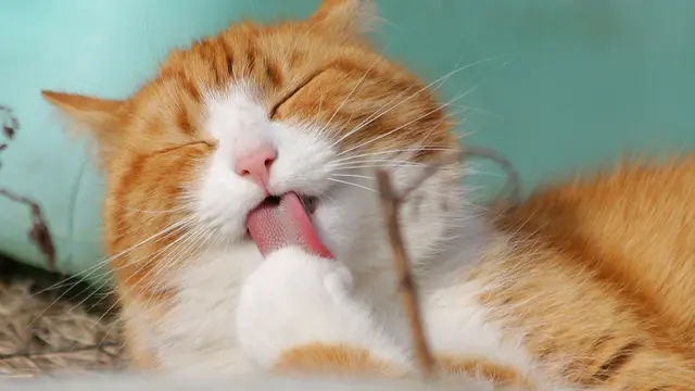 Ilustrasi kucing mandi