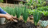 9 Cara Merawat Daun Bawang agar Tidak Busuk, Tetap Segar dan Subur