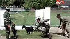 Di Bima, Nusa Tenggara Barat, kambing sudah biasa bermain di jalan raya sehingga jalanan penuh dengan hewan tersebut. TNI dan Satpol PP pun dikerahkan untuk berburu kambing.