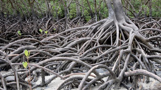 Mangrove  (sumber: Pixabay)