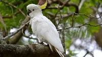 5 Best Talking Birds That Are Perfect As A Pet