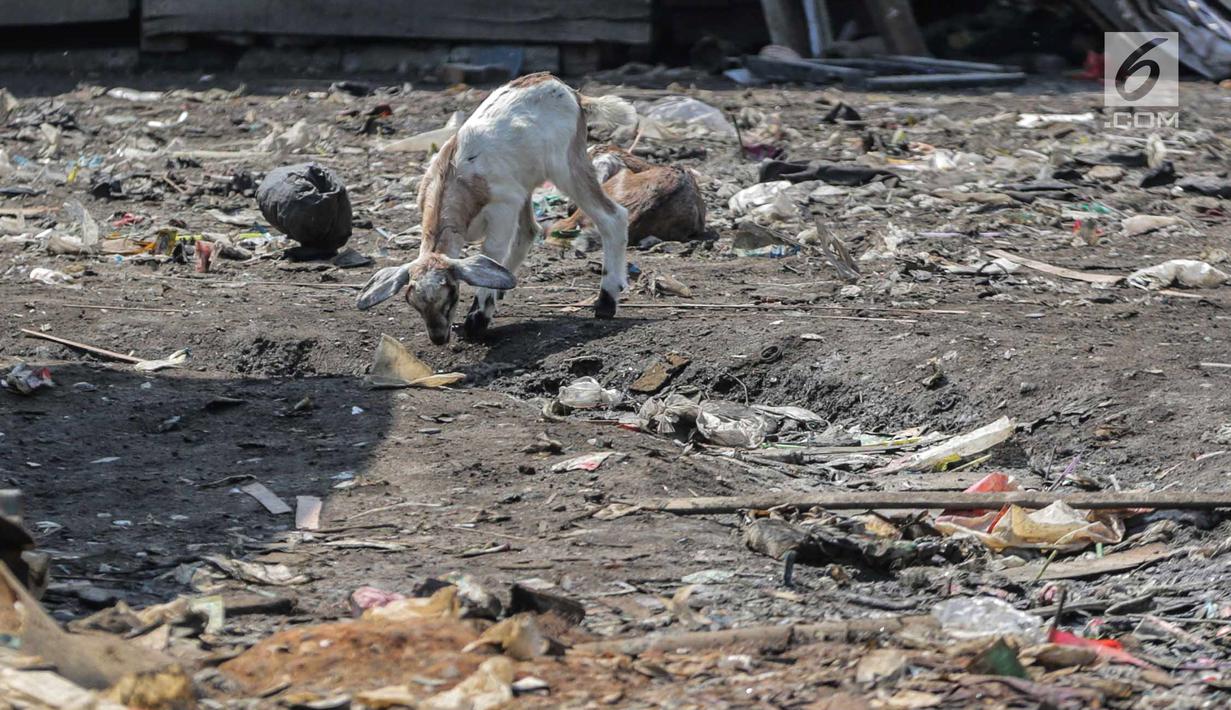 Seekor kambing mencari makan dari sampah rumah tangga di permukiman kumuh Muara Baru, Penjaringan, Jakarta, Selasa (3/9/2019). Sulitnya mencari rumput di Ibu Kota menyebabkan peternak membiarkan kambing-kambing mereka memakan sampah rumah tangga. (Liputan6.com/Faizal Fanani)