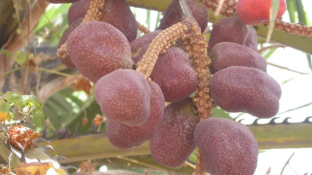 ilustrasi buah zuriat