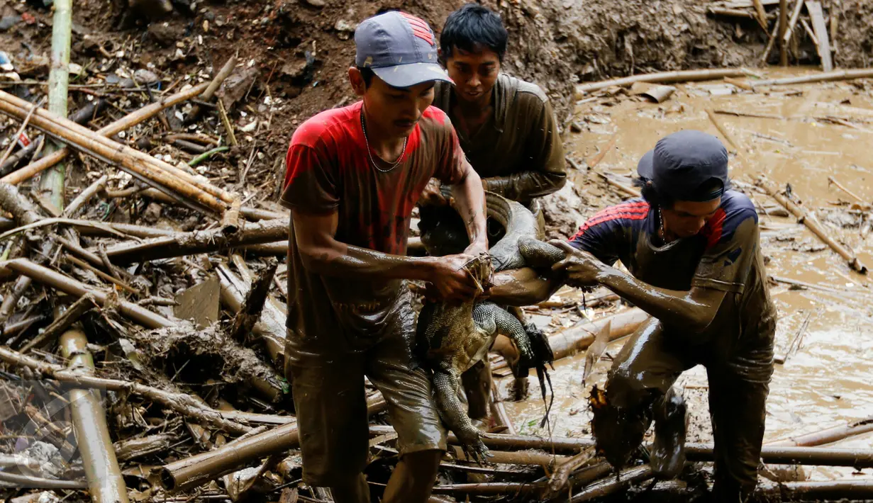 Warga mengangkat biawak besar dari kubangan sampah di bawah fly over Kalibata, Jakarta, Senin (16/11/2015). Butuh waktu sekitar dua jam untuk menangkap biawak sepanjang 2,5 meter tersebut.(Liputan6.com/Yoppy Renato)