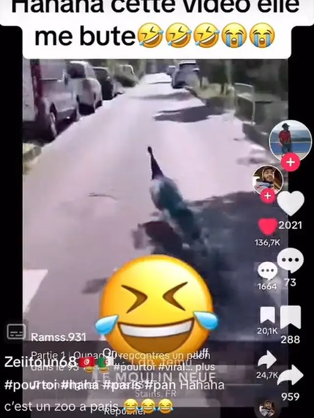 Momen Hewan Berkeliaran di Tengah Kota, Ngeri Seperti Film Jumanji