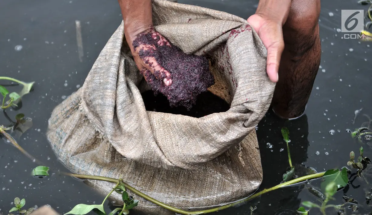 Seorang pencari cacing super menunjukkan hasil tangkapannya di Kanal Banjir Timur, Jakarta, Kamis (14/2). Cacing super hasil tangkapan Pak Sum dan rekannya juga diekspor ke Jerman. (Merdeka.com/Iqbal Nugroho)