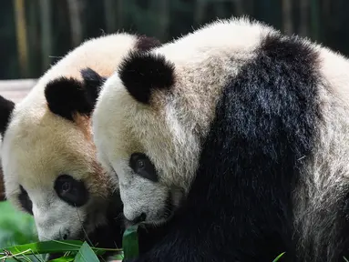 Dua panda raksasa bernama Tingzai dan Longzai menyantap makanan di Taman Safari Chimelong, Guangzhou, Provinsi Guangdong, China, Kamis (30/4/2020). Taman Safari Chimelong kembali dibuka untuk pengunjung dengan menerapkan langkah-langkah ketat pencegahan pandemi COVID-19. (Xinhua/Liu Dawei)