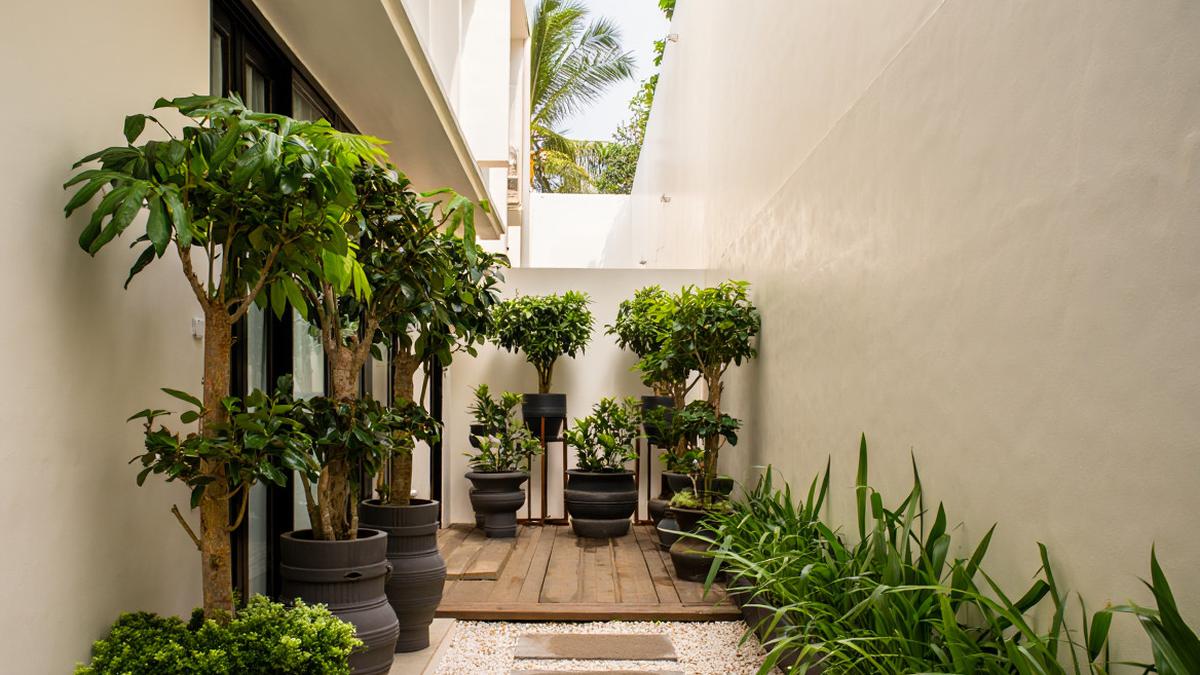 10 Desain Teras Minimalis di Lahan Sempit tapi Dikelilingi Pohon dalam Pot Besar, Tetap Rindang dan Asri