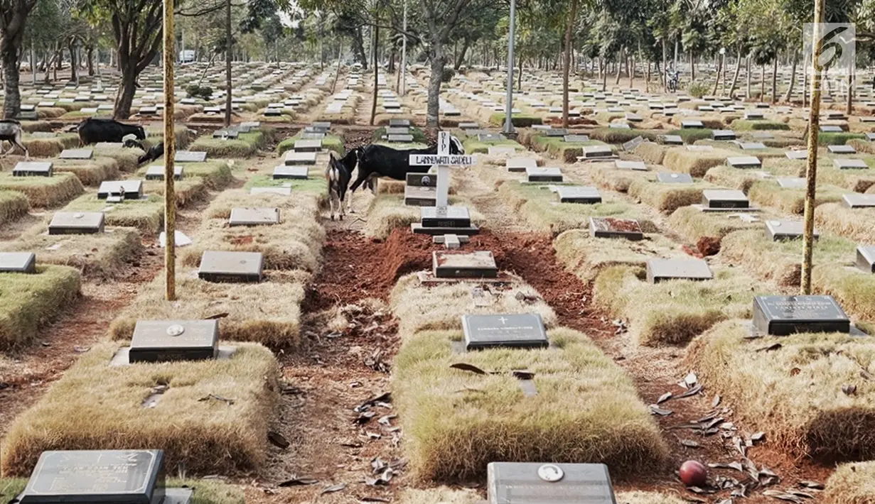 Kawanan kambing berkeliaran mencari makan TPU Pondok Rangon, Jakarta, Sabtu (10/8/2019). Kambing tersebut sengaja digembalakan di area kuburan oleh pemiliknya lantaran kurangnya lahan hijau di daerah perkotaan. (Liputan6.com/Faizal Fanani)