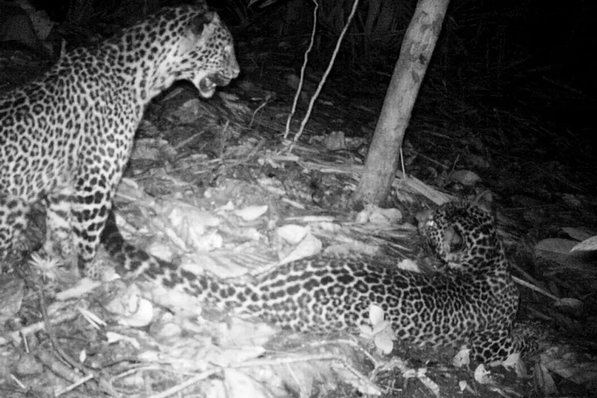 Penampakan macan tutul di Nusakambangan. (Foto: Liputan6.com/BKSDA Jateng/Muhamad Ridlo)