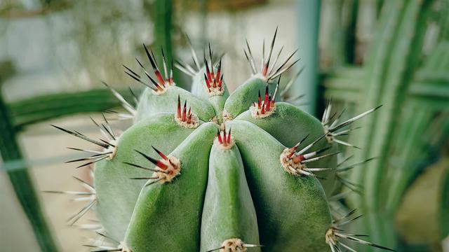 Kaktus (sumber: iStockphoto)