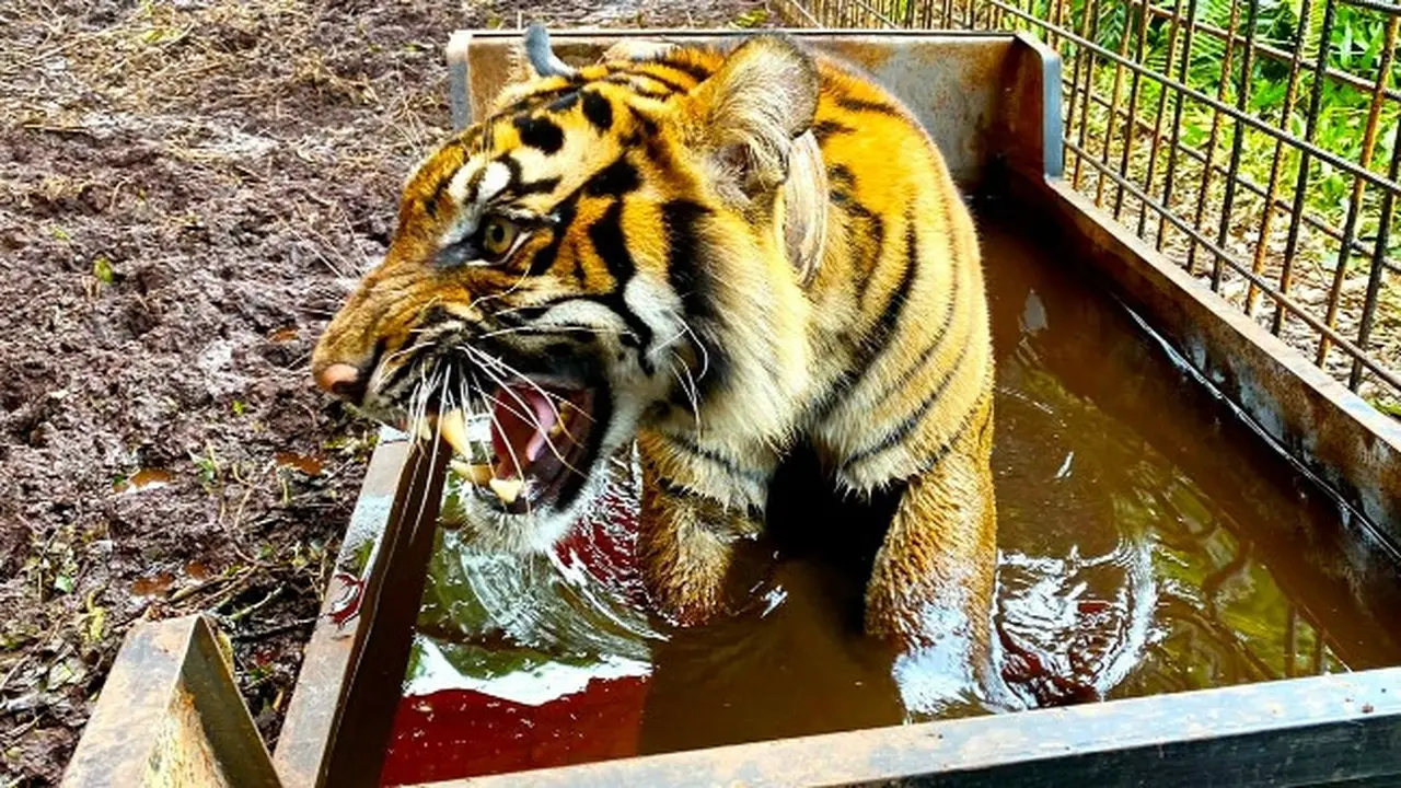 Harimau sumatra yang pernah dilepasliarkan oleh BBKSDA Riau.