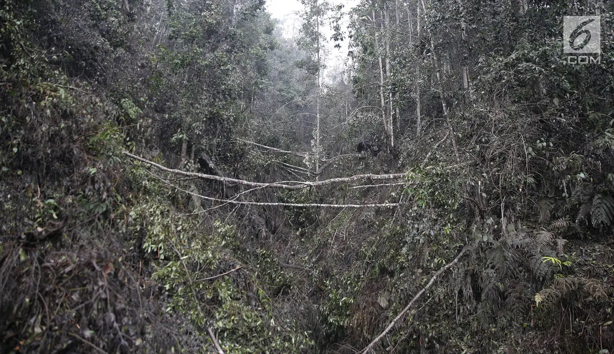 Akses jalan menuju Dusun Sogra yang dipenuhi pohon tumbang dan abu vulkanik di Desa Sebudi, Karangasem, Bali, Minggu (3/12). (Liputan6.com/Immanuel Antonius)