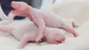 Dua bayi panda kembar dilahirkan di pusat pengembangbiakan di Chengdu, Provinsi Sichuan, China, 21 Juni 2016 waktu setempat. Kedua bayi panda ini merupakan kembar pertama dari spesies langka yang lahir di tahun 2016 ini. (China Daily/via REUTERS)