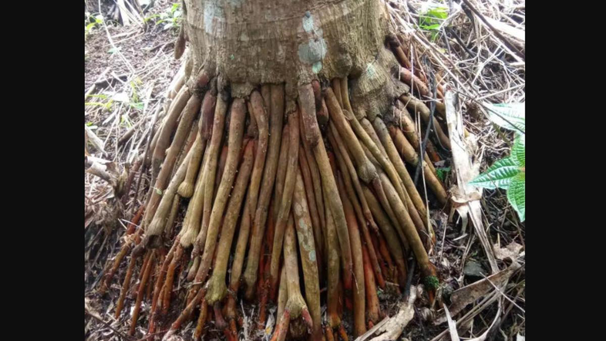 Cara Merebus Akar Pinang dengan Benar, Manfaatnya Baik untuk Kesehatan