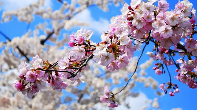 Foto: copyright sandeepkochar