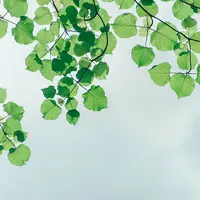 Ilustrasi Daun Binahong Credit: pexels.com/Min