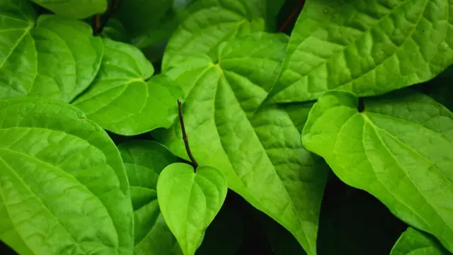 Bongkar 4 Khasiat Baik dari Daun Sirih untuk Kesehatan Tubuh, Apa Saja Ya?