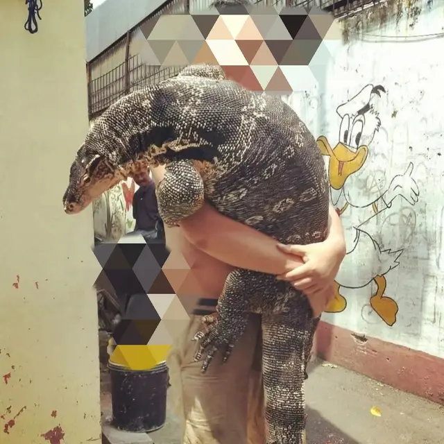 Menyelinap Masuk, 6 Potret Orang Bertemu Biawak Ini Bikin Was-Was