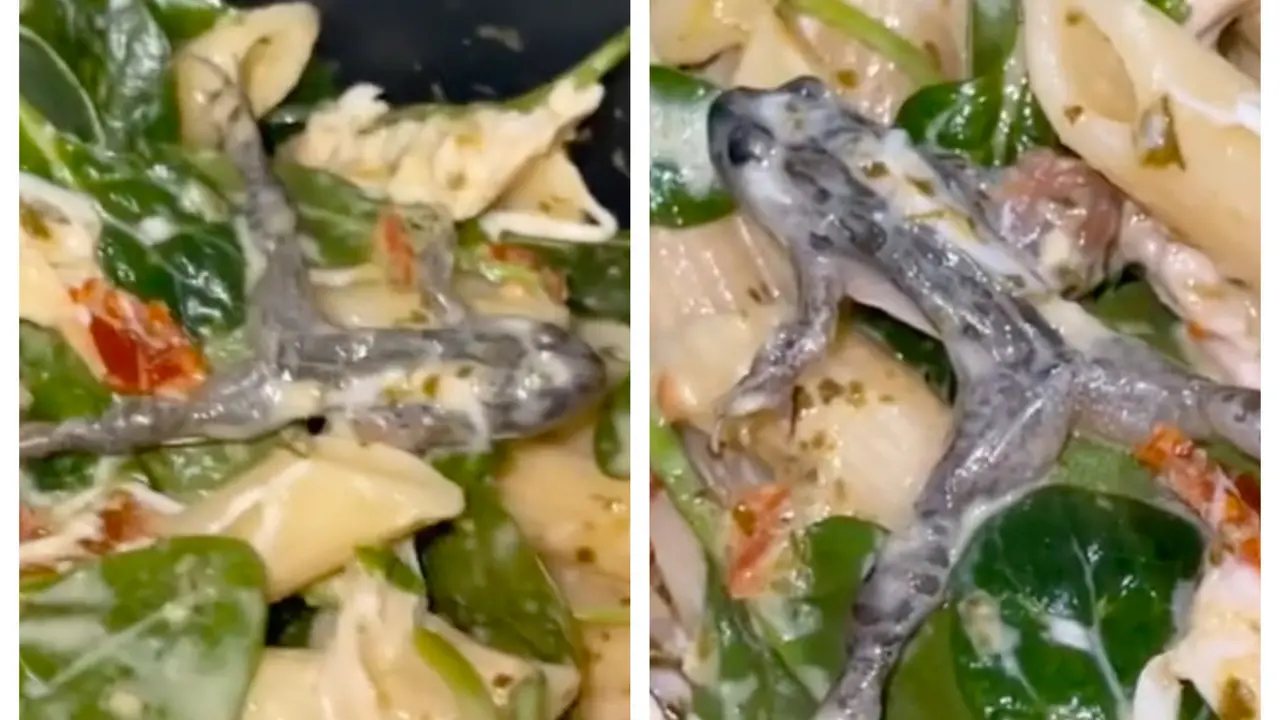 Bikin Gak Nafsu Makan, Wanita Ini Temukan Katak Mati di Dalam Tumisan Bayam