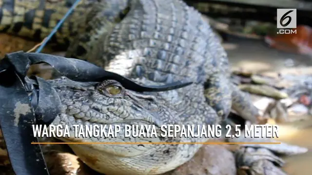 VIDEO: Penangkapan Buaya 2,5 Meter di Samarinda