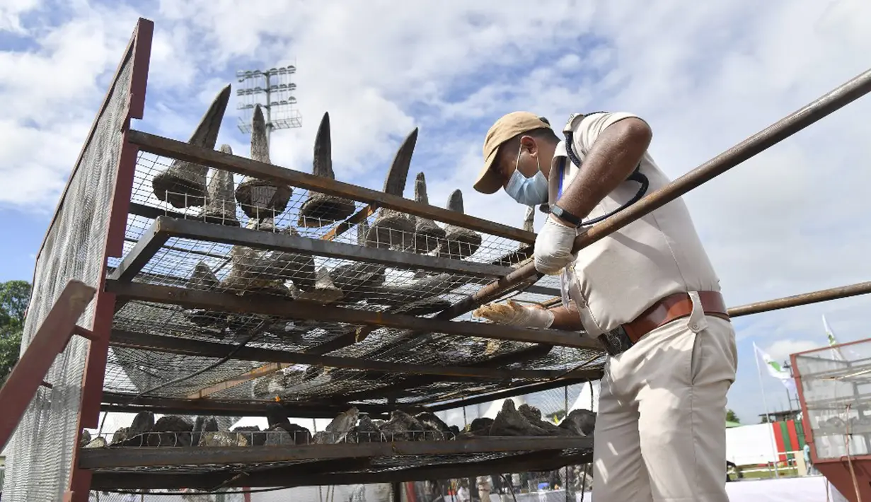 Seorang petugas hutan menaruh cula badak sitaan pada tungku sebelum membakarnya untuk menandai Hari Badak Sedunia dekat Taman Nasional Kaziranga, Bokakhat, India, 22 September 2021. Upacara akbar tersebut dipublikasikan sebagai tonggak sejarah menuju konservasi badak. (Biju BORO/AFP)