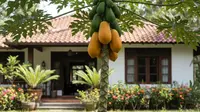 8 Pohon Buah yang Paling Mudah Dirangsang Agar Cepat Panen, Cocok untuk Halaman Rumah Sempit