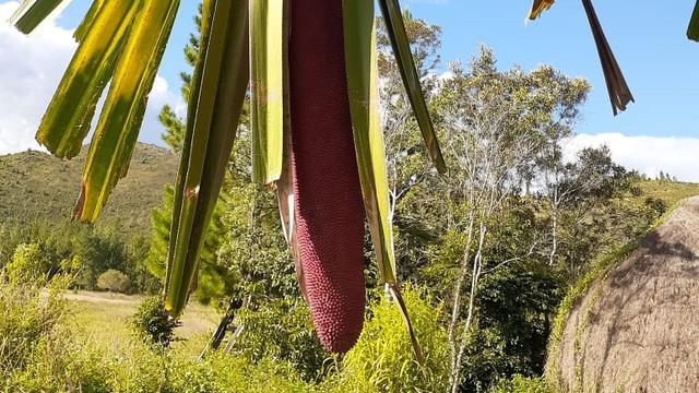 5 Manfaat Buah Merah Papua