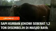 Pada Hari Raya Iduladha tahun ini, Presiden menyumbangkan 68 ekor sapi kurban yang dibagikan di 38 provinsi di Tanah Air. Sejumlah pengurus masjid pun melakukan penyembelihan sapi kurban Presiden.