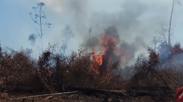 Lahan gambut ditumbuhi semak-semak masih membara di Pulau Rupat