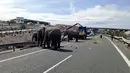 Sejumlah gajah berkeliaran di ruas jalan raya setelah kendaraan pengangkut mereka mengalami kecelakaan di Provinsi Albacete, Spanyol, Senin (2/4). Aparat setempat dibantu menutup jalan raya tersebut untuk melakukan evakuasi. (twitter.com/PoliciaAlbacete)