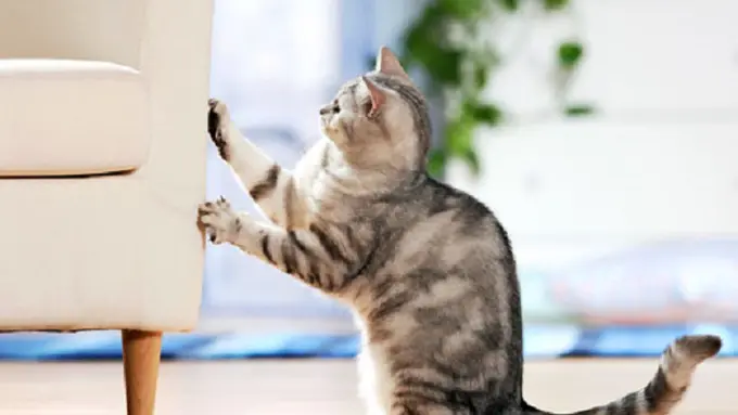 Ini Alasan Mengapa Kucing Suka Mencakar Benda di Rumahmu