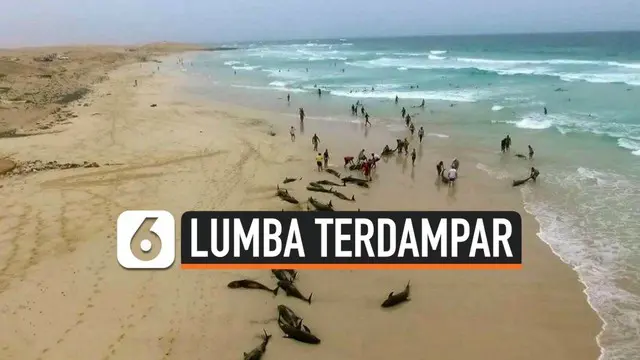Ratusan ekor lumba-lumba terdampar di pinggir pantai kepulauan Cape Verde, Afrika Barat. Belum diketahui penyebab kematian ratusan mamalia laut tersebut.Para ahli masih menyelidiki.