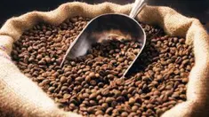 Meski dikenal dengan kopi Robusta namun ternyata kopi jenis Arabica dari Indonesia lebih banyak menarik para penggemar kopi asal Eropa.