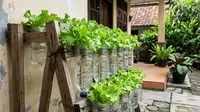 Cara Memanfaatkan Botol Plastik Bekas untuk Menanam Selada Hidroponik, Solusi Hemat di Rumah Mungil