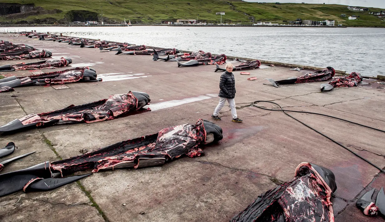 Seorang pria berjalan di antara paus pilot di dermaga di Jatnavegur, dekat Vagar, Kepulauan Faroe, Denmark, Rabu (22/8). Penangkapan paus pilot di Kepulauan Faroe adalah legal dan sudah menjadi tradisi. (MADS CLAUS RASMUSSEN/RITZAU SCANPIX/AFP)