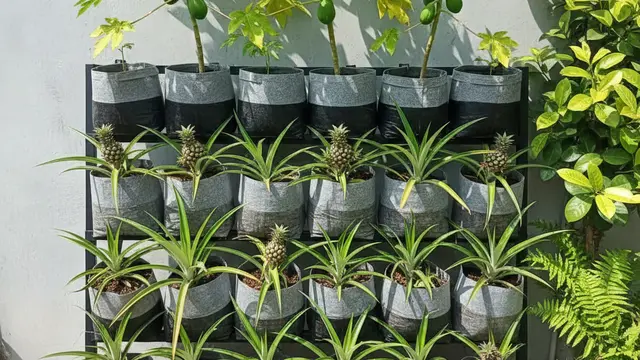 Model Kebun Buah Mini 2 Jenis Pohon. AI