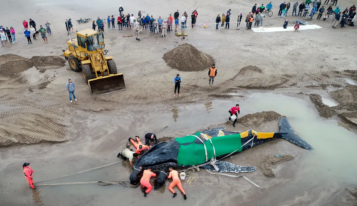 Anggota Prefektur Angkatan Laut Argentina berusaha mengevakuasi seekor paus bungkuk yang terdampar di Mar del Plata, Argentina (9/4). Paus itu terdampar pada Sabtu sore (7/4) dan mati pada hari Senin (9/4). (AP / Pablo Hugo Funes)