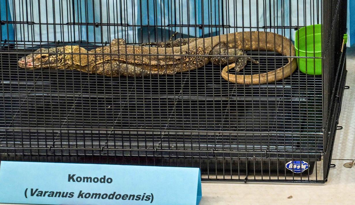Direktur Ditreskrimsus Polda Jatim Komisaris Besar (Kombes) Pol, Roy HM Sihombing, mengatakan pada Rabu 15 April 2026, para tersangka memiliki peran berbeda, mulai dari pemburu di habitat asli, penyalur, hingga pemodal. Tampak dalam foto, barang bukti berupa seekor Komodo (Varanus Komodensis) diperlihatkan oleh petugas badan konservasi alam dan kepolisian setelah disita dari para tersangka penyelundupan hewan yang dilindungi di Markas Besar Kepolisian Daerah Jawa Timur di Surabaya pada Rabu 15 April 2026. (JUNI KRISWANTO/AFP)
