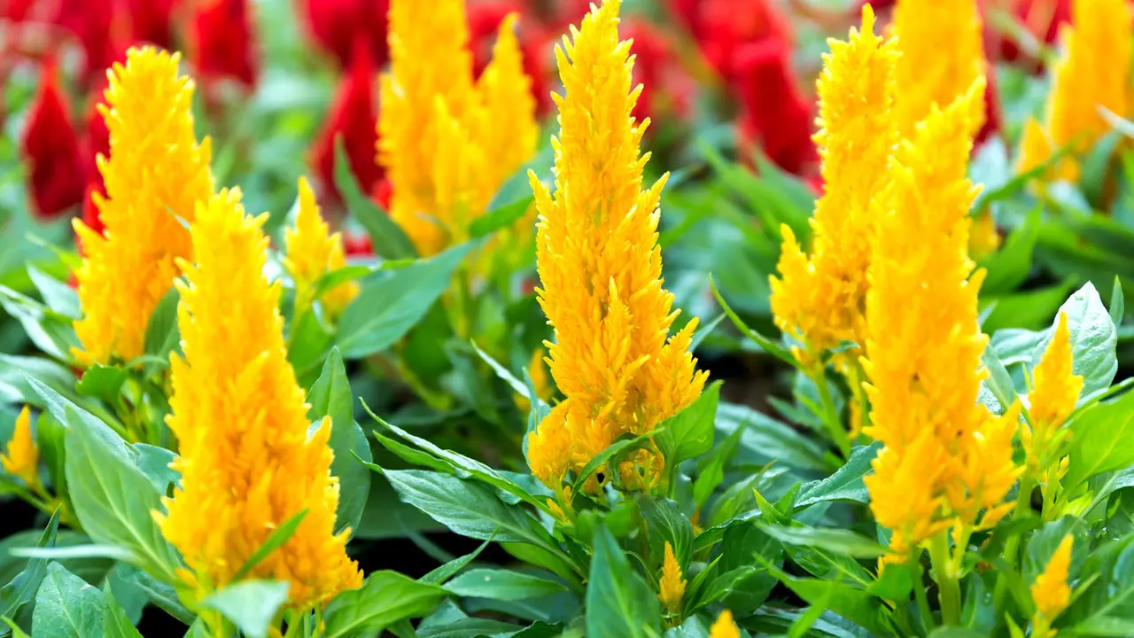 22 Wisata Ambarawa Semarang, Seru untuk Rekreasi Keluarga - Hot