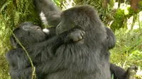 Gorila-gorila betina yang terlibat dalam sanggama seks sejenis mencoba melakukannya secara sembunyi-sembunyi.