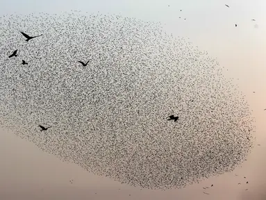 Gambar pada 2 Januari 2020, migrasi burung jalak terbang berkelompok membentuk pola sebelum hinggap untuk beristirahat di wilayah Jordania, Tepi Barat. Fenomena ini disebut murmuration, yakni ketika kawanan besar burung migran membentuk pola penerbangan. (MENAHEM KAHANA/AFP)
