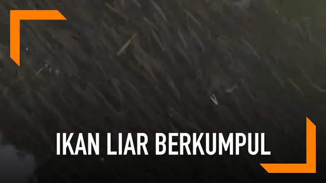 VIDEO: Puluhan Ribu Ikan Liar Berkumpul pada Sungai di China