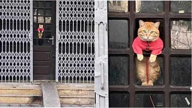 6 Potret Kucing Nyasar ke Fasilitas Umum Manusia, Nongkrong di Kafe hingga Ambil Uang