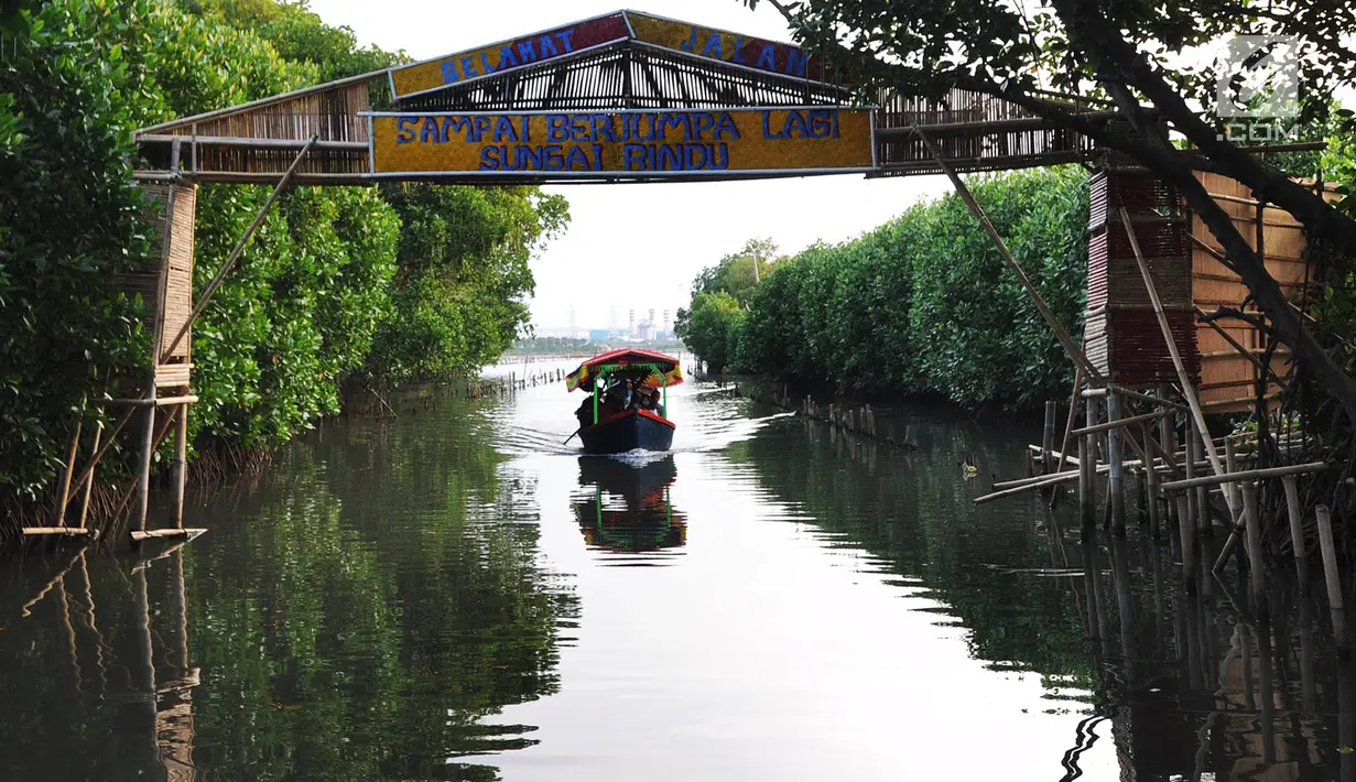 Perahu wisatawan melewati hutan mangrove di Sungai Rindu, Desa Hurip Jaya, Babelan, Bekasi, Jumat (7/6/2019). Berkeliling naik perahu melewati kawasan hutan mangrove di Sungai Rindu ini menjadi daya tarik para wisatawan lokal. (merdeka.com/Arie Basuki)