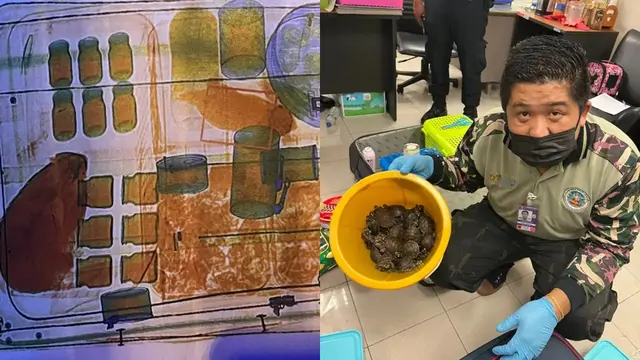 Hewan ditemukan di koper